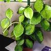1 PIANTA HOYA AUSTRALIS LISA FIORE DI CERA VASO 12CM Perenni