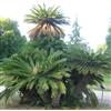 N/A Cycas revoluta - cicas (Vaso quadro 9x9x10 cm) - 10-20cm