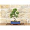 Pollice Verde Bonsai di Olmo cinese vaso cm. 25