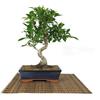 Pollice Verde Bonsai di Ficus Retusa vaso cm. 25