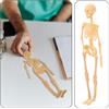di scheletro di corpo umano Scheletro anatomico Action Figure