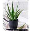 1 PIANTA DI ALOE VERA IN VASO 15CM
