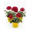 Geranio Edera Parigino Rosso in Vaso - Set 3 Piante Ricadenti - Ideale per