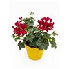 Geranio Edera Parigino Rosso Pianta in Vaso - Geranio Ricadente per Balcone e