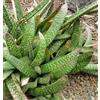 N/A Gasteria verrucosa - gasteria (Vaso quadro 9x9x10 cm) - 10-20cm