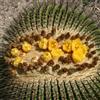 N/A Echinocactus platyacanthus 100 SEEDS - - SEMI Cactus a botte gigante | Biznaga