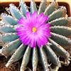 N/A Geohintonia mexicana 5 SEEDS - - SEMI Cactus geo | Geohintonia messicana