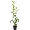 Vivai Mola della Badia Cestrum nocturnum - gelsomino notturno (Vaso quadro 7x7x8 cm) - 20-40cm