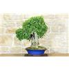 Pollice Verde Bonsai di Bagolaro (17)
