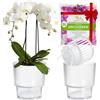 Garten lux Set da 2 vasi per orchidee verdi Ø16 cm vaso interno 1,9 litri con