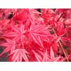 N/A Acer palmatum cv. "Deshojo" FRANCO - acero giapponese rosso (Vaso Quadro 9x9x10