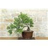 Pollice Verde Bonsai di Ginepro Fenicio (24)