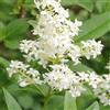 N/A Ligustrum japonicum - ligustro giapponese (Alveolo forestale) - 50-100cm