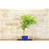 Pollice Verde Bonsai di Glicine Giapponese a fiore bianco (14)