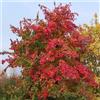 N/A Acer buergerianum - acero tridente (Vaso quadro 9x9x20 cm) - 125cm