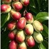 N/A Ziziphus jujuba 80-120cm | Jujube | Chinese date - - Giuggiola | Dattero cinese