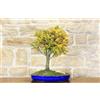 Pollice Verde Bonsai di Quercia Roverella (21)