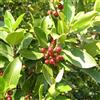 N/A Rhamnus alaternus - alaterno (Alveolo forestale) - 15-30cm
