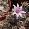 N/A Mammillaria thornberi subsp. yaquensis - mammillaria (Alveolino) - 2-3cm