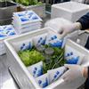 Fogli di ghiaccio artificiale per spedizione alimenti - Per consegna | Per cibo