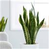 1 PIANTA DI SANSEVIERIA LAURENTII IN VASO 14CM DA INTERNO APPARTAMENTO LINGUA D