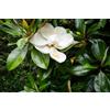 N/A Magnolia grandiflora - magnolia (Alveolo forestale) - 15-20cm