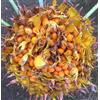N/A Cycas siamensis 2-3cm | Siamese cycad | Thai cycad - - Cicade siamese | Cicade