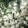 N/A Deutzia gracilis 100-120cm | Slender deutzia | Gracilis deutzia - - Deutzia gra