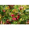 N/A Heteropterys angustifolia BO MDB 37 - farfalla rossa (Vaso quadro 9x9x20 cm) - 1