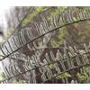 N/A Salix viminalis 50-120cm | Common osier | Basket willow - - Salice da vimini |