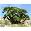 N/A Chamaerops humilis - palma nana (Pianta in Vaso) - 40-60cm