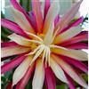 N/A Selenicereus anthonyanus 15-40cm | Fishbone cactus | Zigzag cactus - - Cactus a