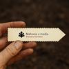 World Plants Mahonia x media | 1000 SEEDS - - SEMI Uva dell'Oregon | Mahonia