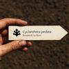 World Plants Cyclanthera pedata | Caigua | 100 SEEDS - - SEMI Caigua | Cetriolo ripieno