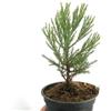 World Plants Sequoiadendron giganteum 100-125cm | Giant sequoia | Sierra redwood - - Sequoia