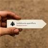 N/A Ledebouria apertiflora | Desert Hyacinth | 1000 SEEDS - - SEMI Giacinto del des
