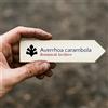 World Plants Averrhoa carambola | Starfruit | 1000 SEEDS - - SEMI Carambola | Frutto stella