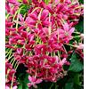 N/A Combretum indicum 45-120cm | Rangoon creeper | Chinese honeysuckle - - Rangoon