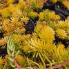 N/A Sedum cv "gold mound" - sedum dorato (3 Talee) - 3-5cm