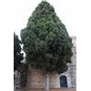 N/A Cupressus sempervirens var. horizontalis - cipresso femmina (Pianta in Vaso) - 7