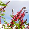 N/A Erythrina × bidwillii 50-80cm | Bidwill's coral tree | Hybrid coral tree - - Al