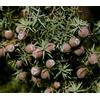 N/A Juniperus oxycedrus macrocarpa 90-120cm | Prickly juniper | Large-fruited junipe