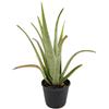 N/A Aloe vera - aloe vera (Pianta in Vaso) - 30-40cm