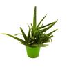 N/A Aloe vera - aloe vera (Pianta in Vaso) - 30-40cm