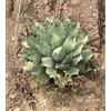 World Plants Agave chiapensis 15-25cm | Chiapas agave | Agave chiapensis - - Agave di Chiapa