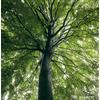 N/A Fagus sylvatica - faggio europeo (Vaso quadro 9x9x20 cm) - 40-70cm