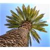 N/A Phoenix canariensis 20-40cm | Canary Island date palm | Pineapple palm - - Palm