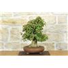 Pollice Verde Bonsai di Acero Tridente (26)
