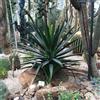 Vivai Mola della Badia Agave decipiens - agave arborea (Pianta in seminiera) - 5-10cm