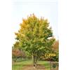 Vivai Mola della Badia Acer campestre - acero campestre (Vaso quadro 9x9x20 cm) - 100cm